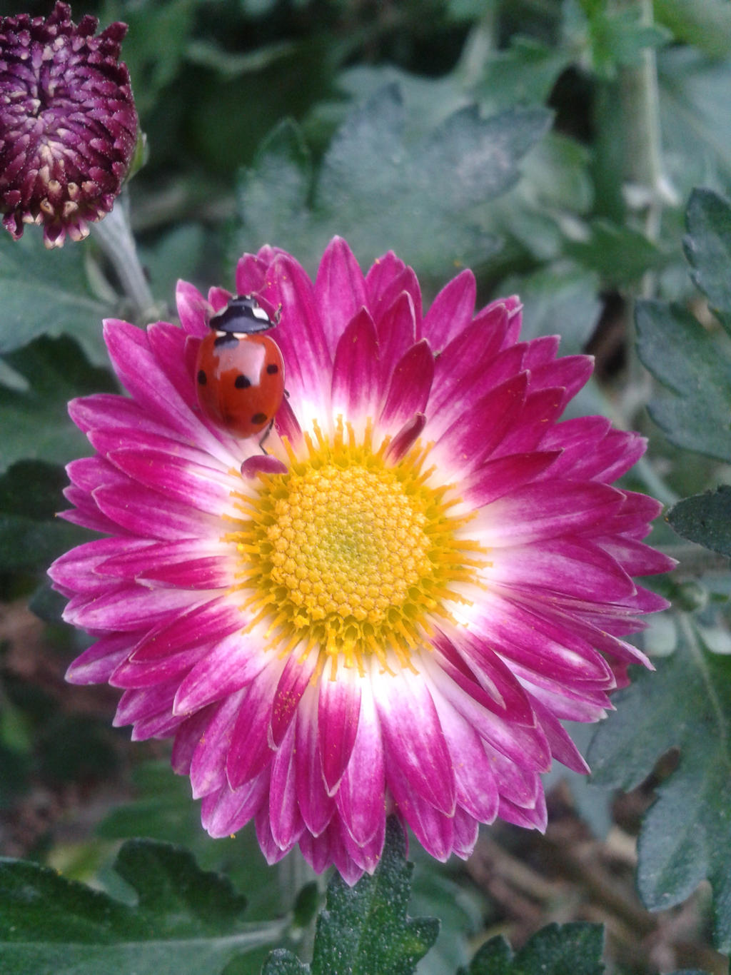 flower with ladybug