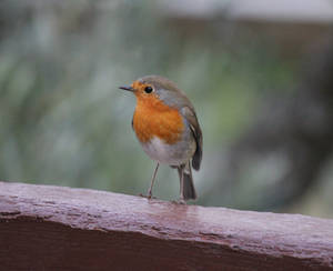 little robin by MyBrightSide33