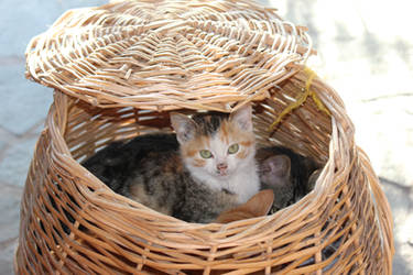 cat in a basket