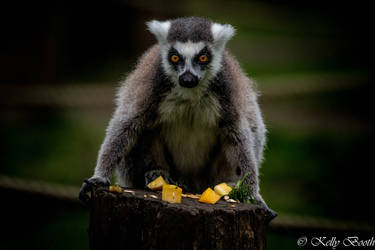 Another Lemur