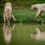 Polar Reflections