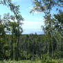 Open Birch Forest