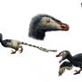 Velociraptor studies