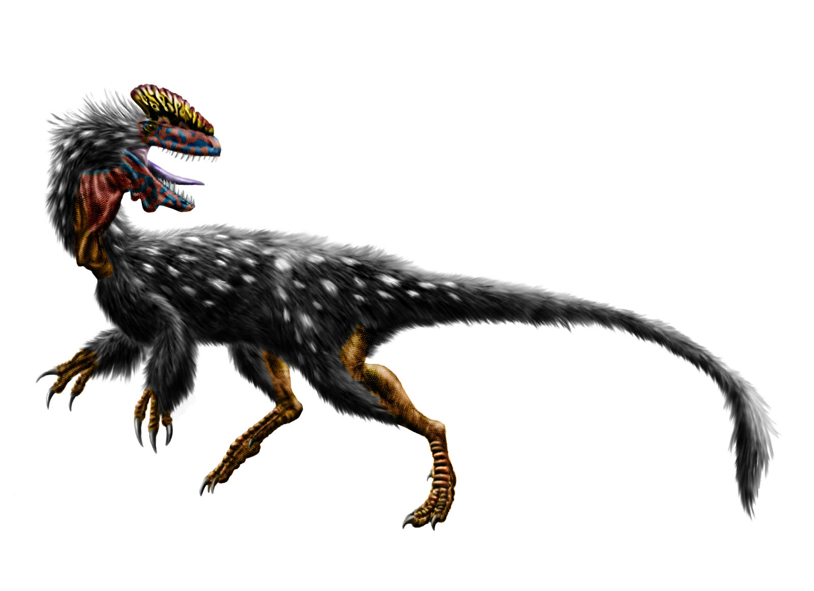 Guanlong wucaii