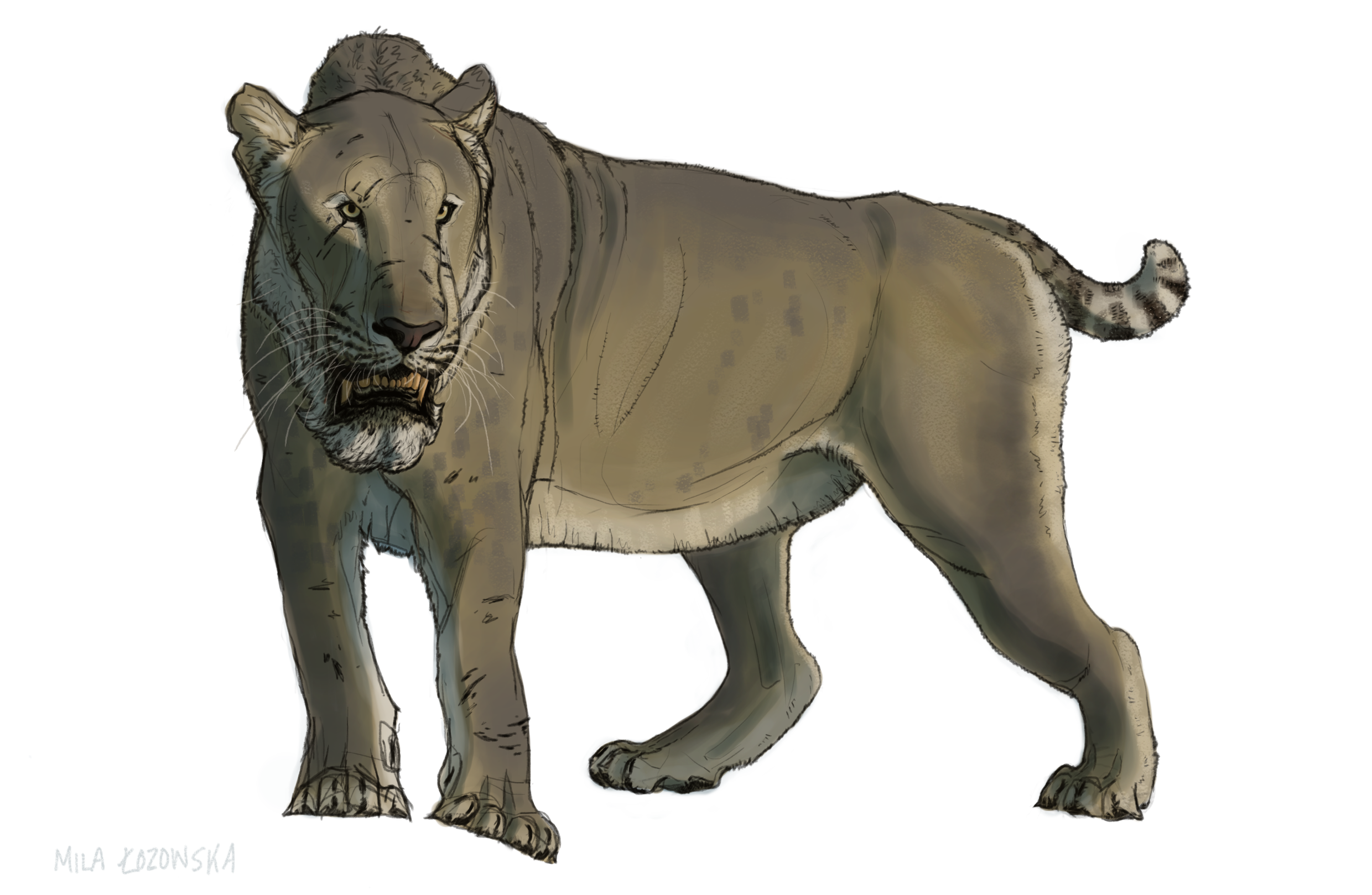 Homotheriini Homotherium latidens study by terranlifeforms on DeviantArt