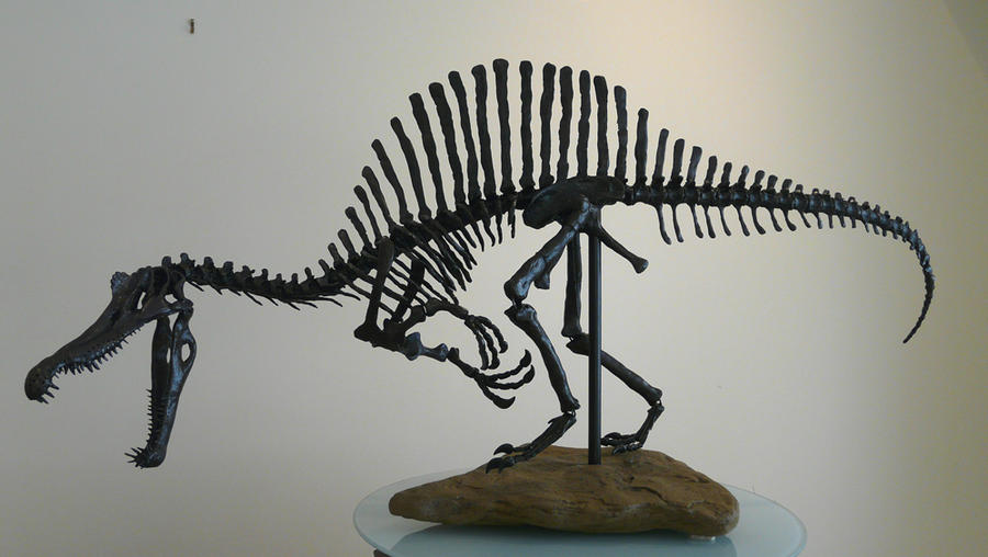 Spinosaurus Skeleton Sculpture. by waynedowsent