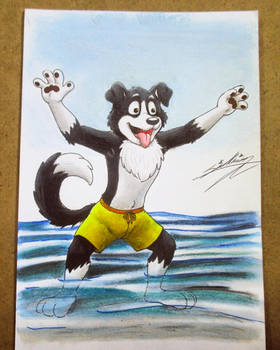 A Border Collie Dog on the beach! (Photo)