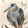 Great Blue