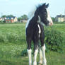 Black and White Wild Foal
