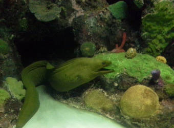 Moray eel