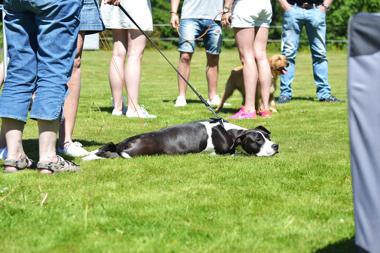 Just chillaxin on the grass