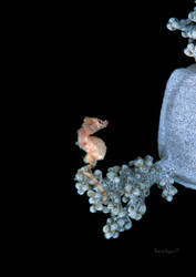 Walea Pygmy Seahorse