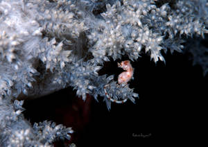 Pygmy Seahorse on Soft Coral