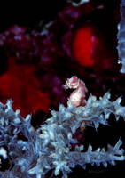 A Tiny Pygmy Seahorse