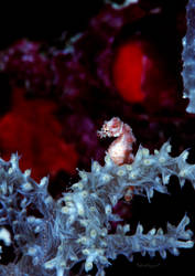 A Tiny Pygmy Seahorse