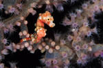 Hippocampus denise 2 by LazyDugong