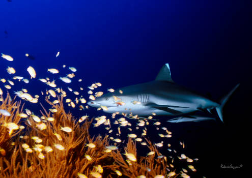 Grey Reef Shark