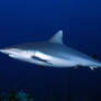 Grey Reef Shark 2