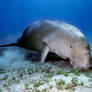 The Dugong