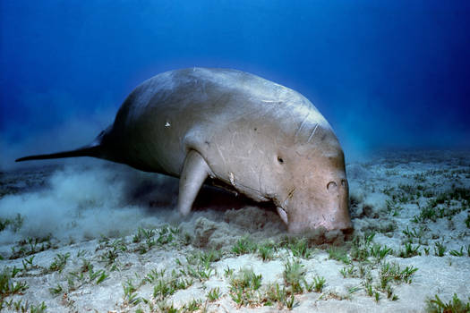 The Dugong