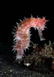 Thorny Seahorse