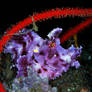 Purple Weedy Scorpionfish