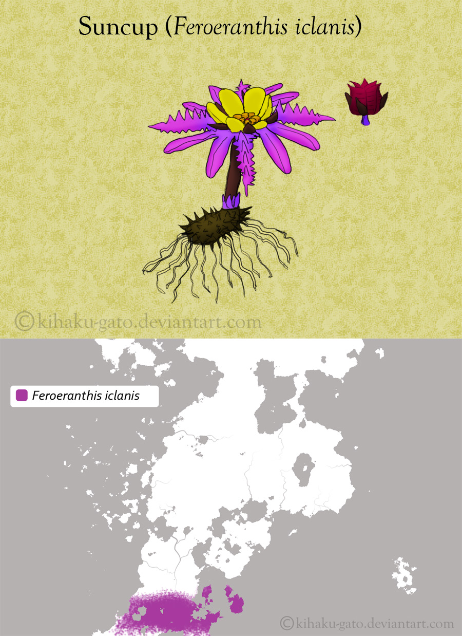 Hoepian Flora- Suncup (Feroeranthis iclanis)