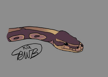 Ball Python snek