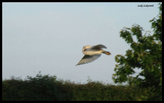 Barn Owl