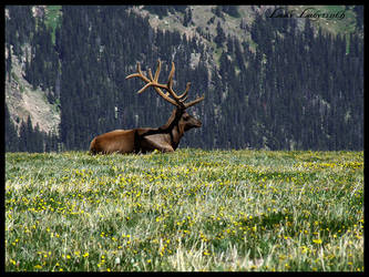 Elk