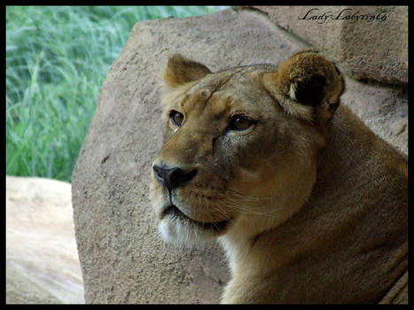 Lioness