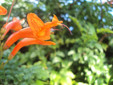 Orange Wild Flower