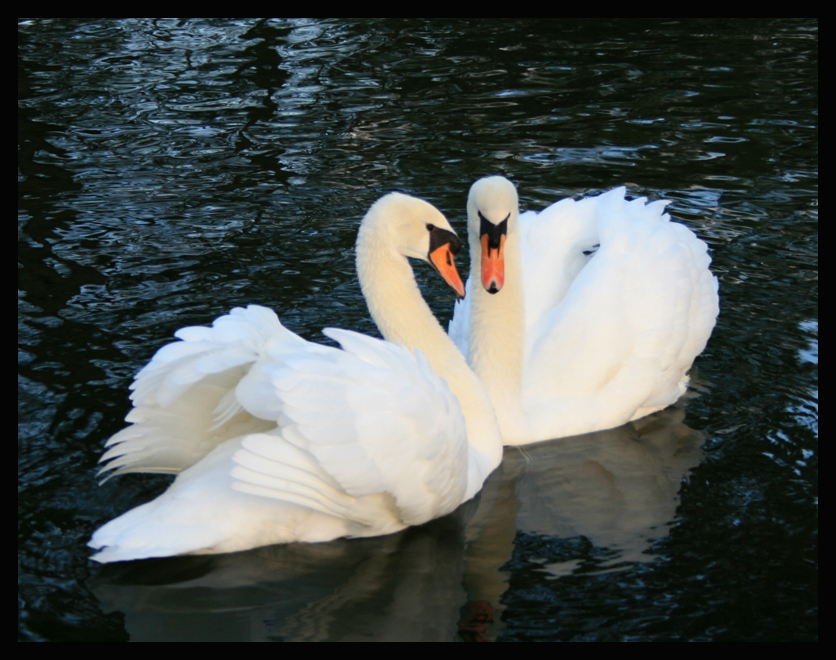 Swan Love