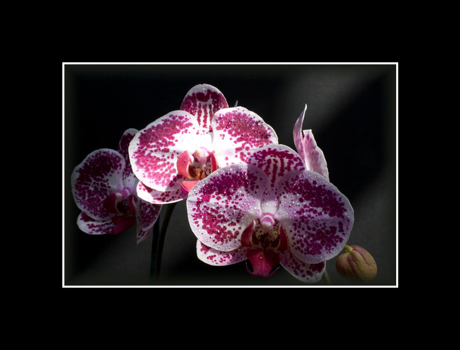 Pink Orchid