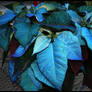 Blue Poinsettia