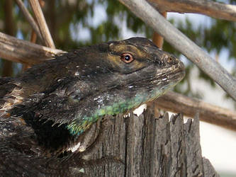 Spiny collared lizard