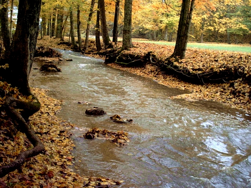 The Creek in Autumn 2