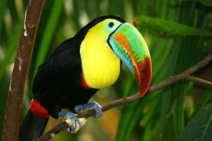 Colourful Toucan