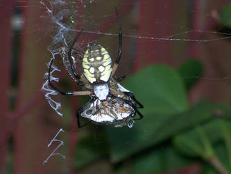 Garden Spider Argiope aurantia