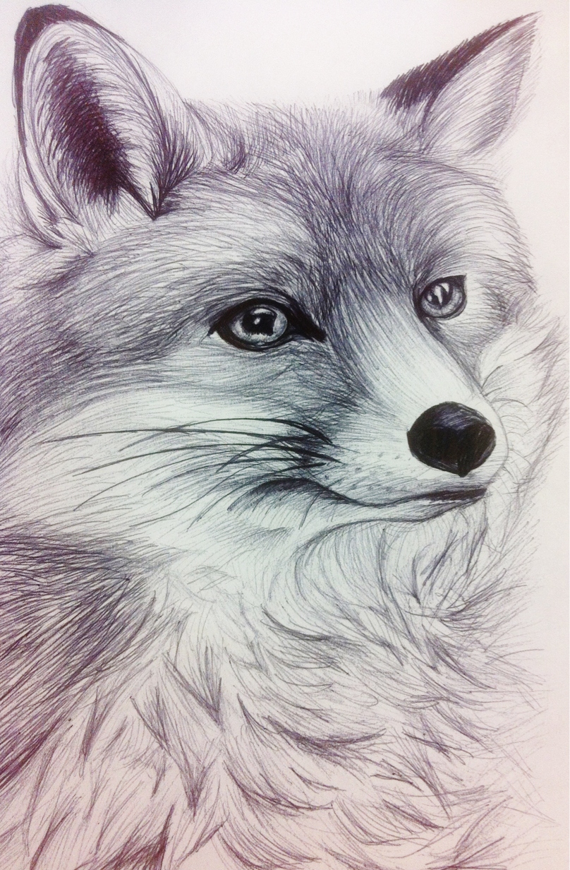 Fox pen drawing