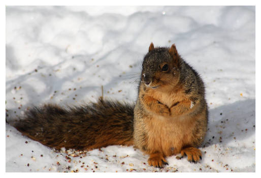 Fox Squirrel 6