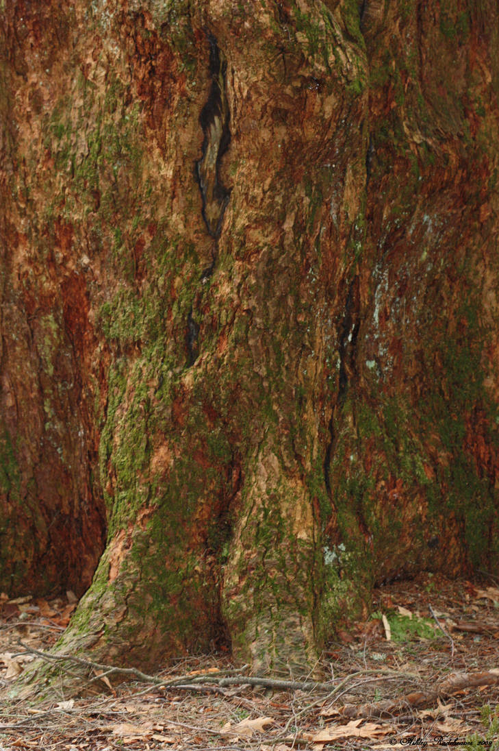 2 28 09 Giant Tree Trunk by DeviantLadyAshley on DeviantArt