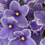 3 31 09 African Violet 2