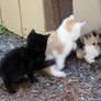 5 19 09 Kitten Conga