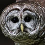 7 19 09 Barred Owl