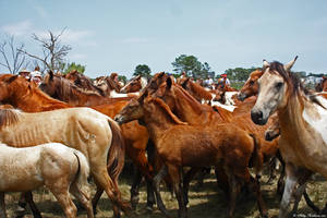 Chincoteague Ponies 4