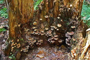 10 22 11 Mushroom Stump 2