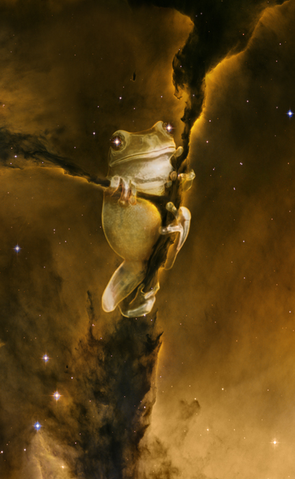 Space Frog