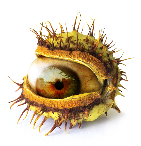 Chestnut Eye