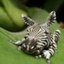 Zebrafrog